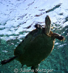 Turtle is above me.  by Juliana Metzger 